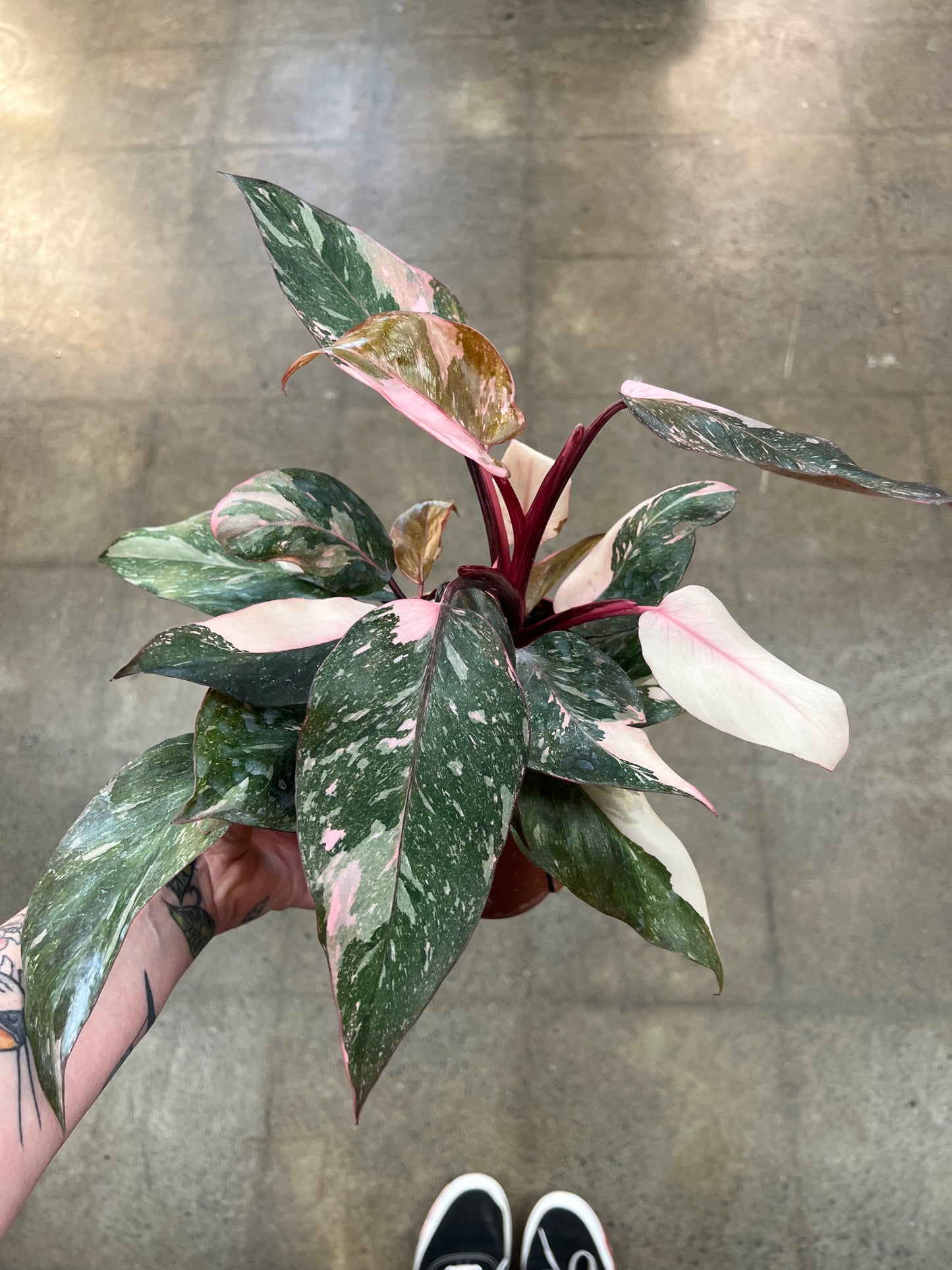 Philodendron Pink Marble Naomi
