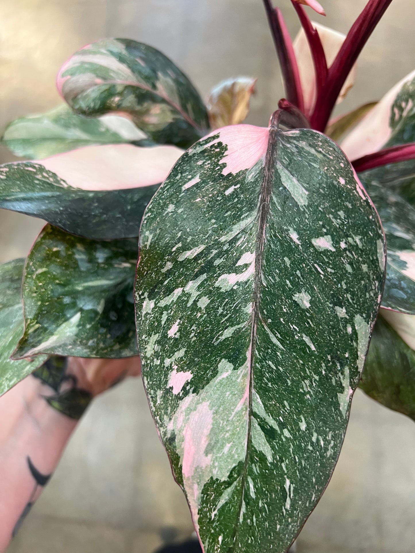Philodendron Pink Marble Naomi