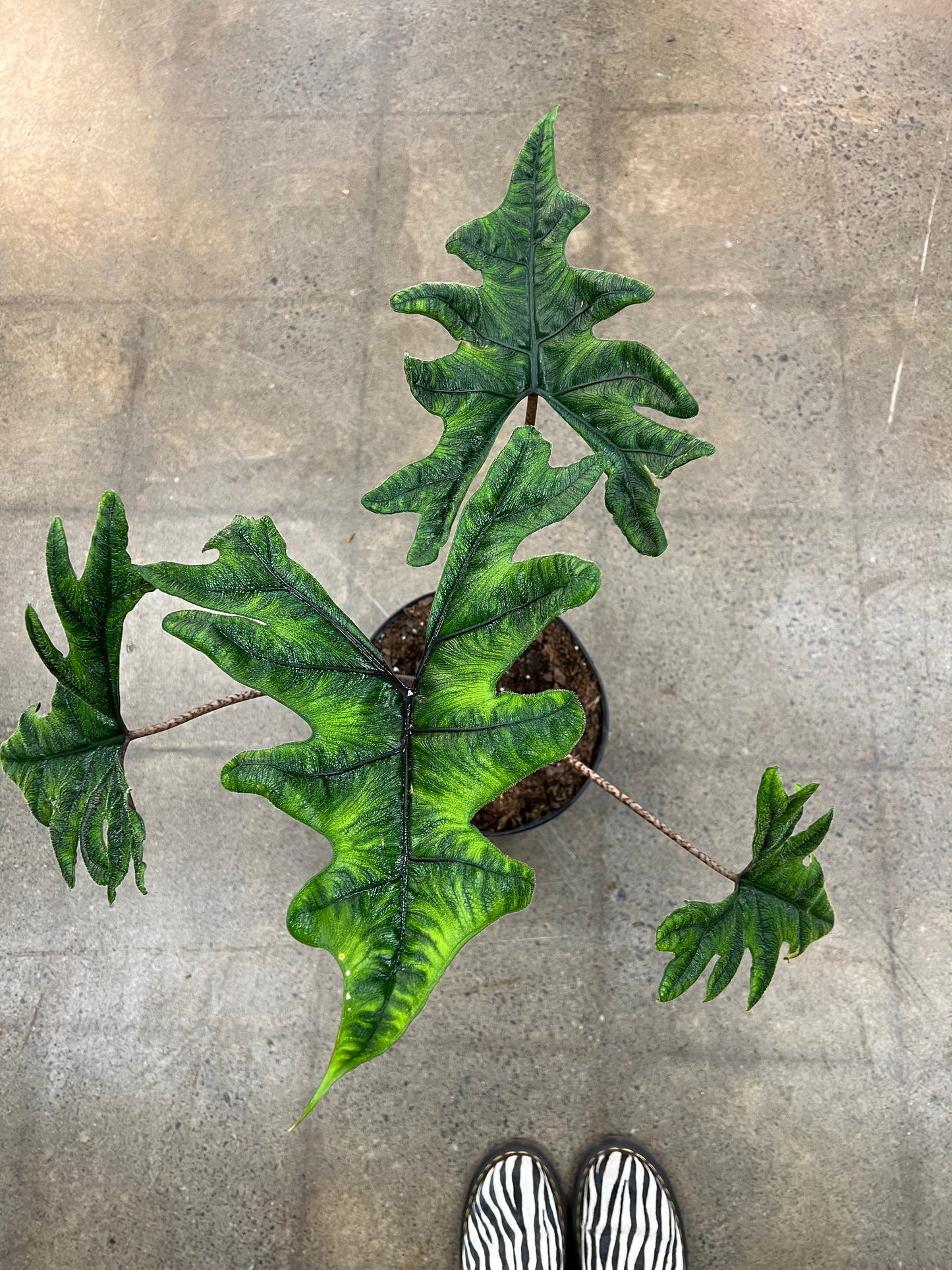Alocasia Jacklyn