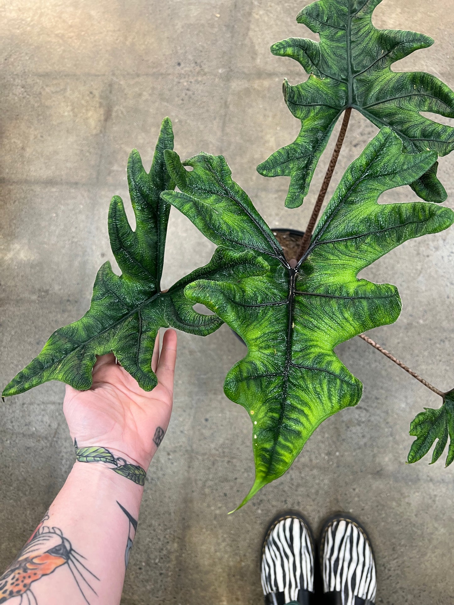Alocasia Jacklyn
