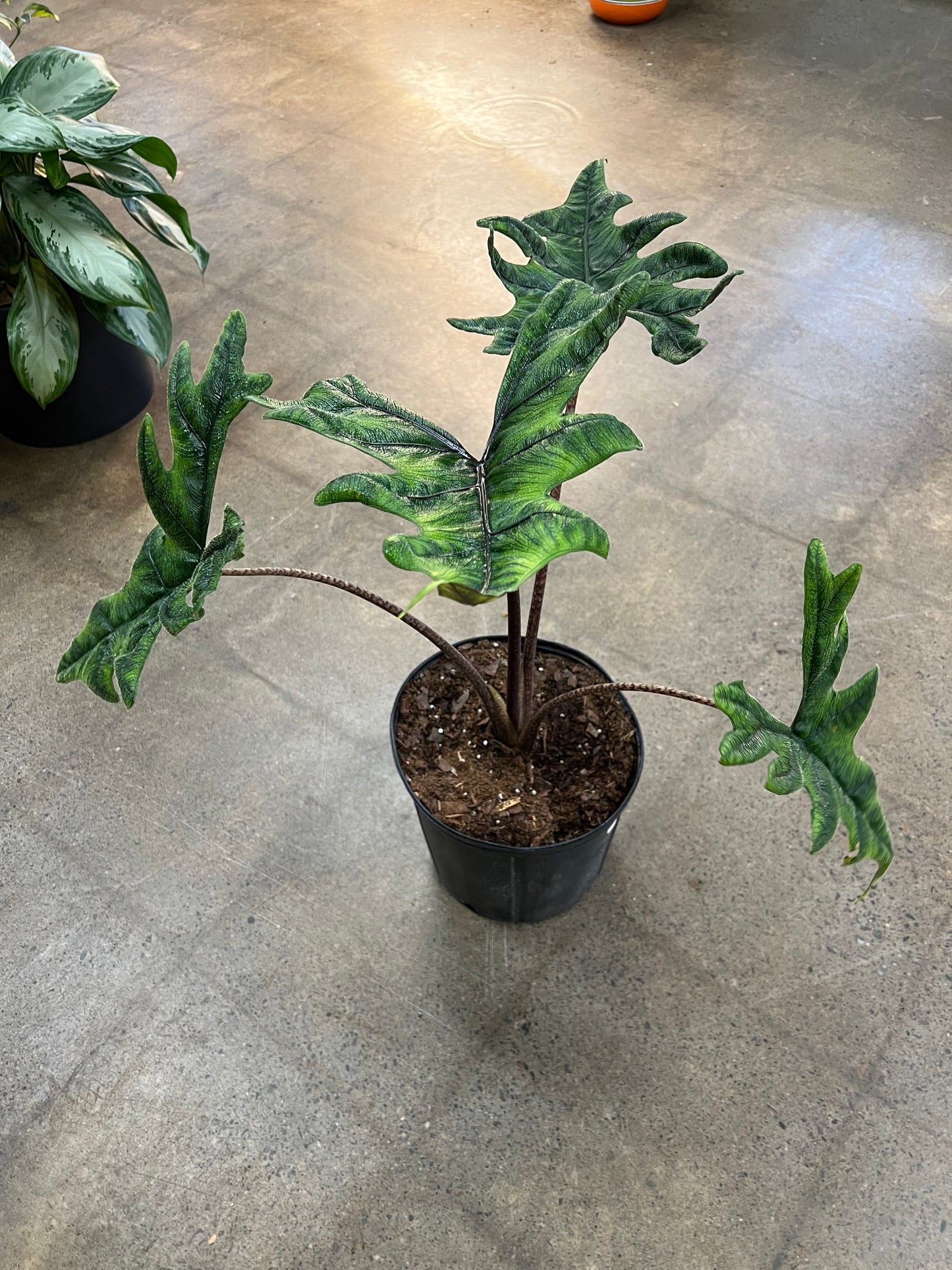 Alocasia Jacklyn