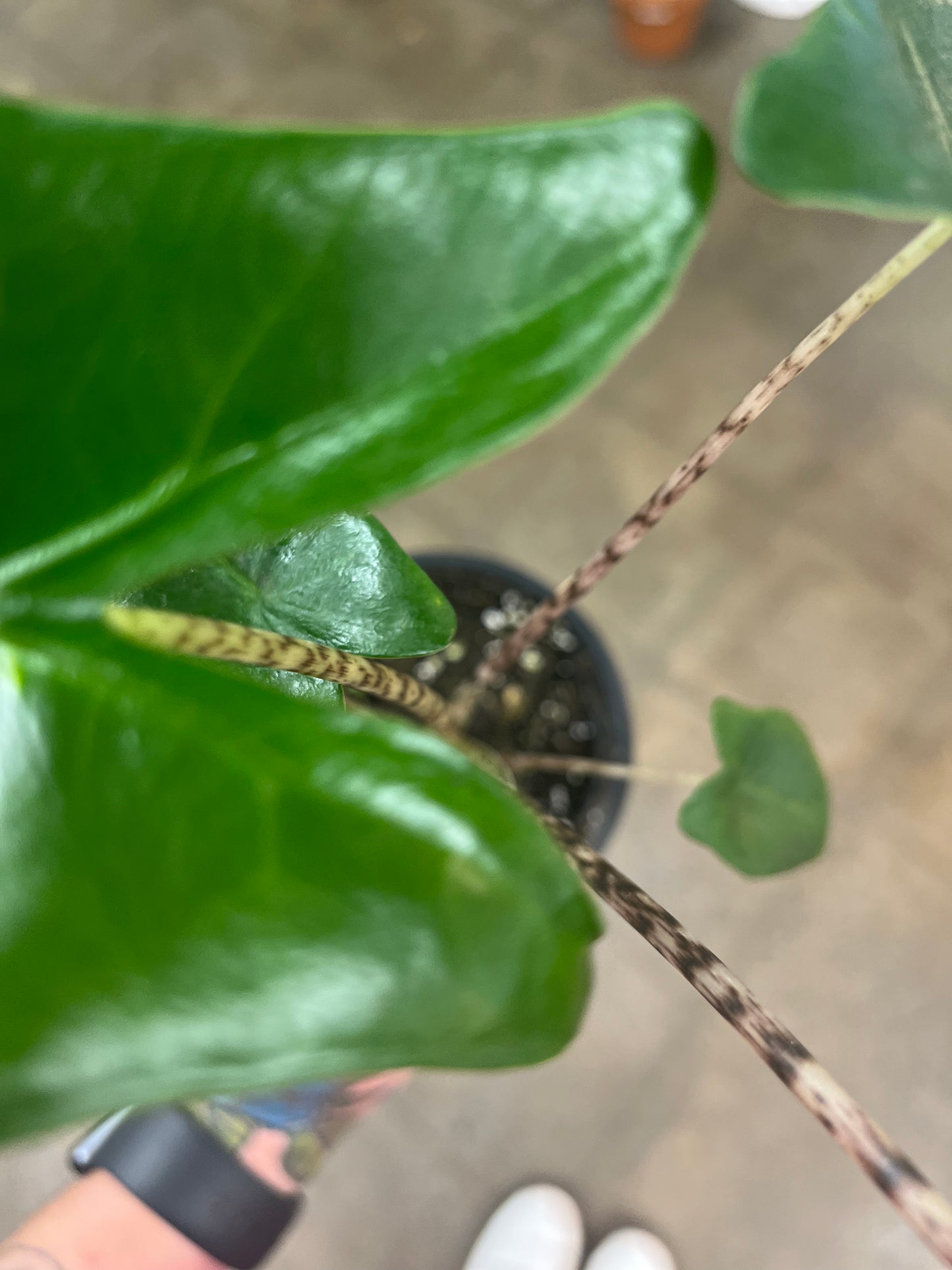 Alocasia Zebrina