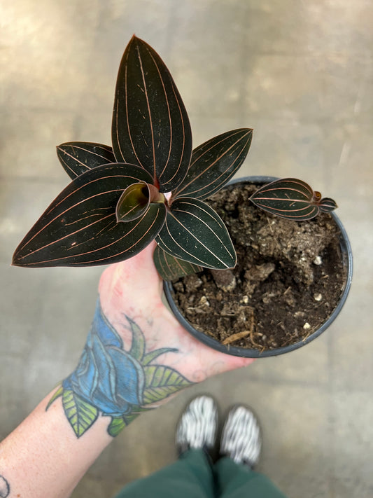 Jewel Orchid / Ludisia