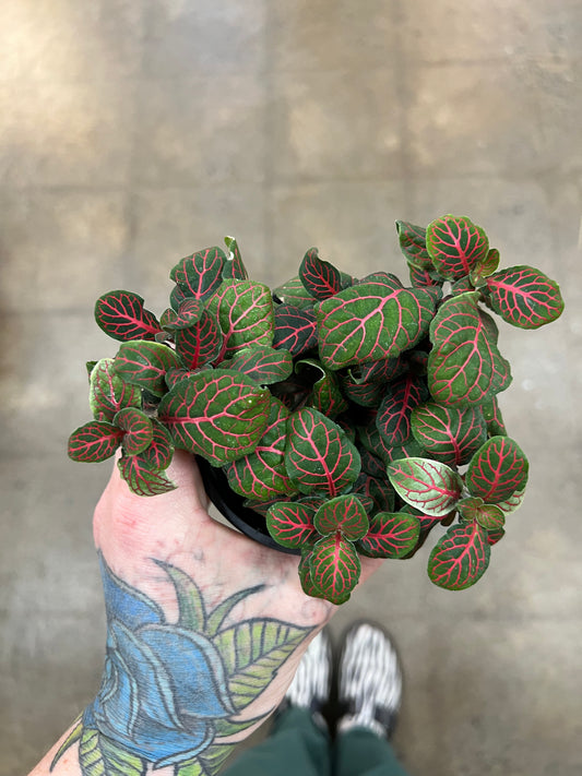 Fittonia Asst.