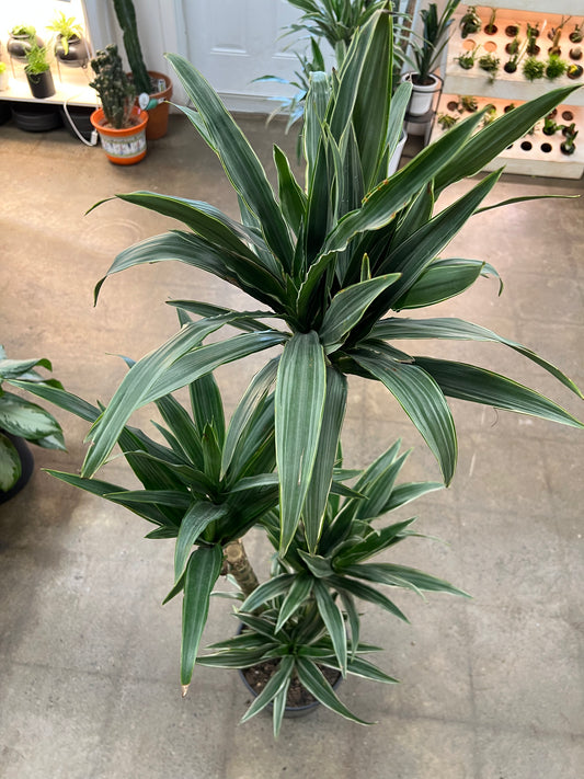 Dracaena Warneckii Ulysse 4'3'2'1