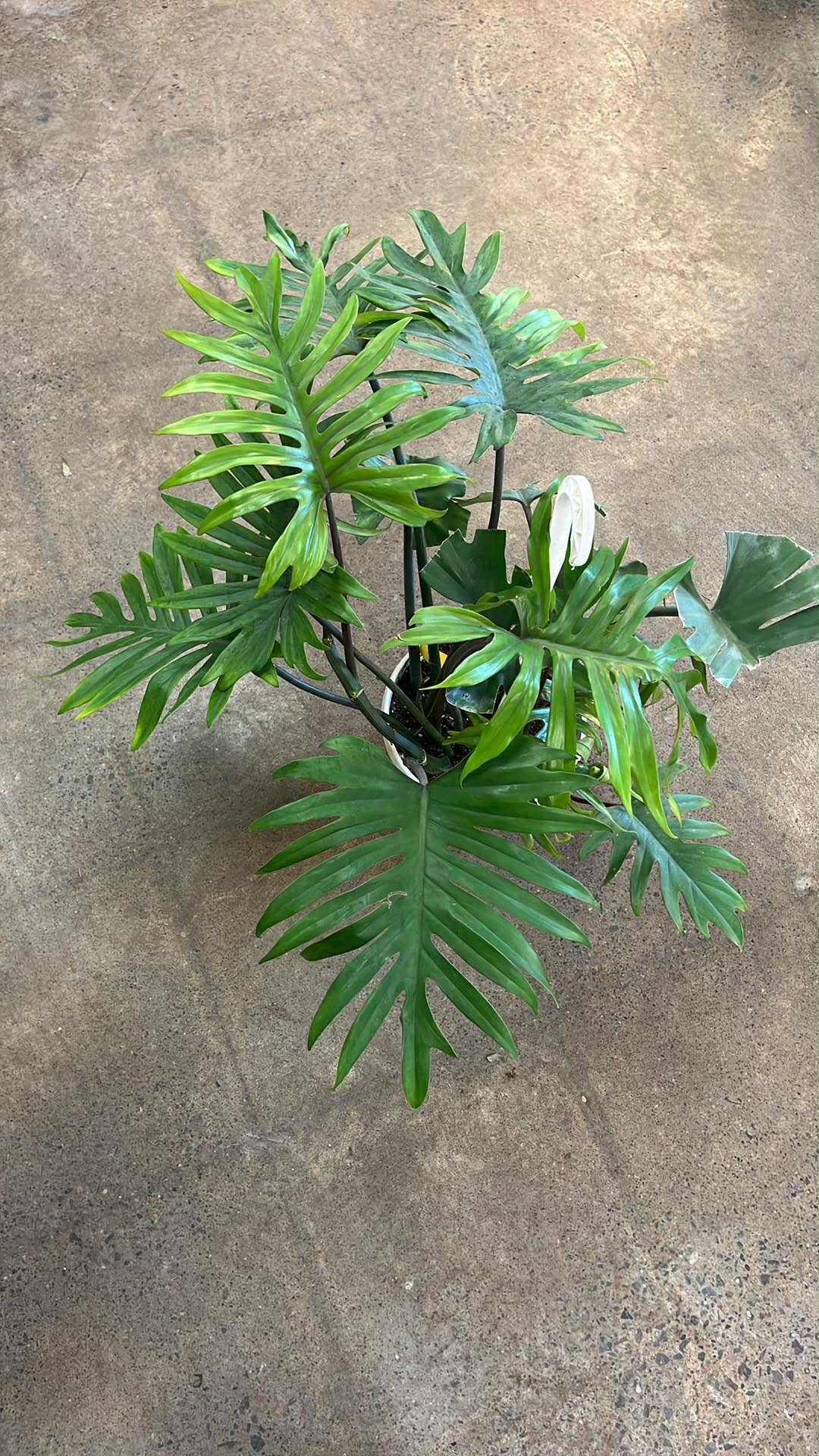 Philodendron Tahiti