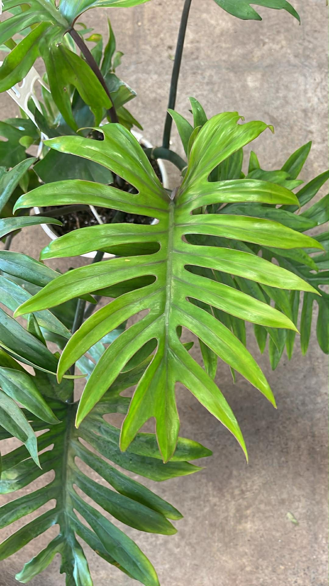 Philodendron Tahiti