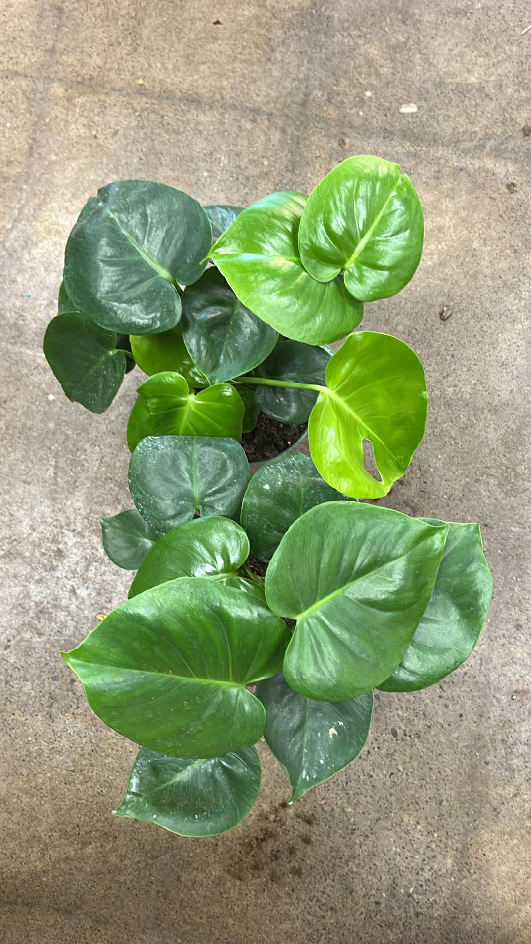 Monstera Deliciosa