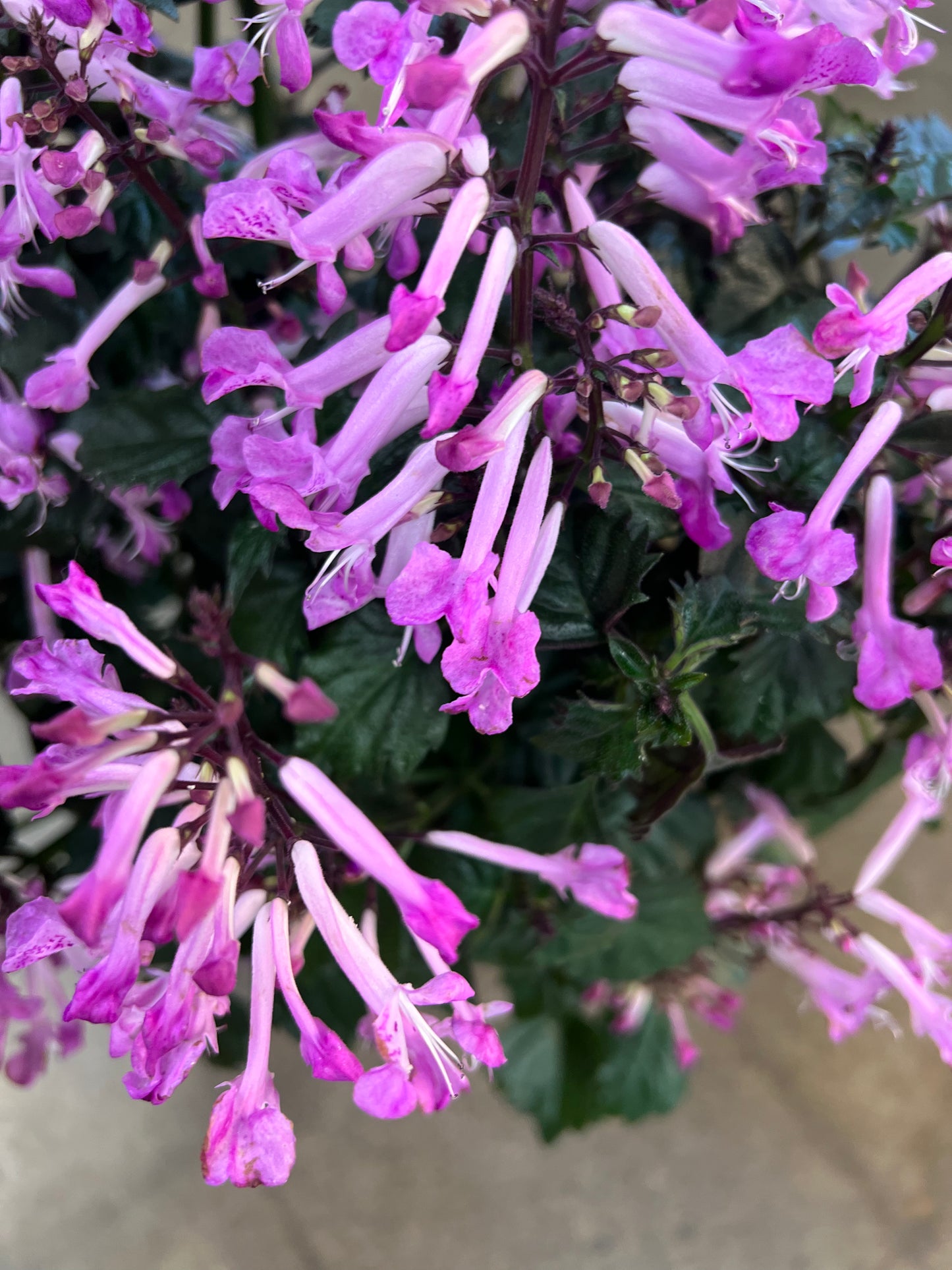 Plectranthus Mona