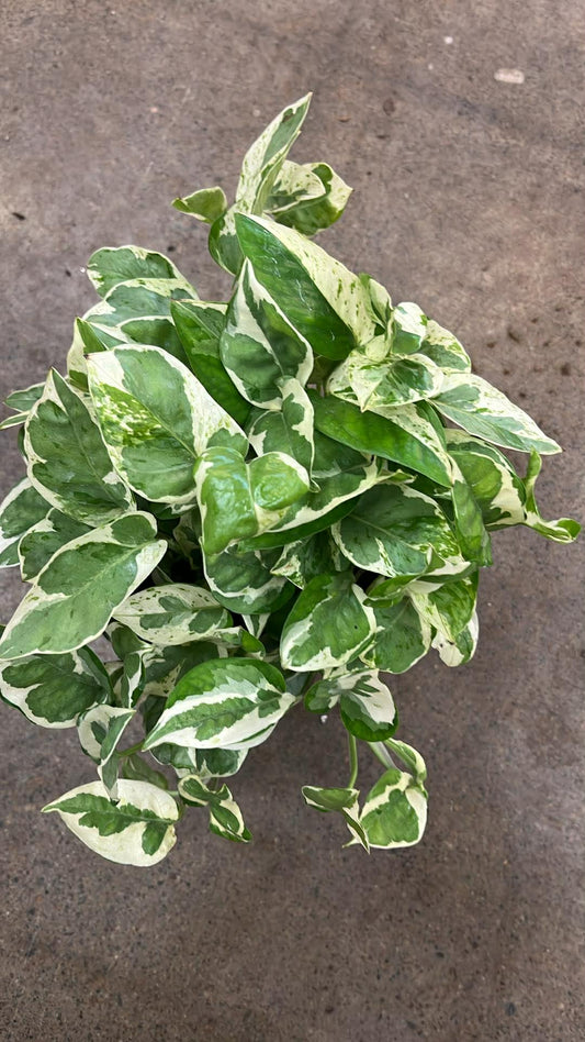 Pothos Pearl and Jade
