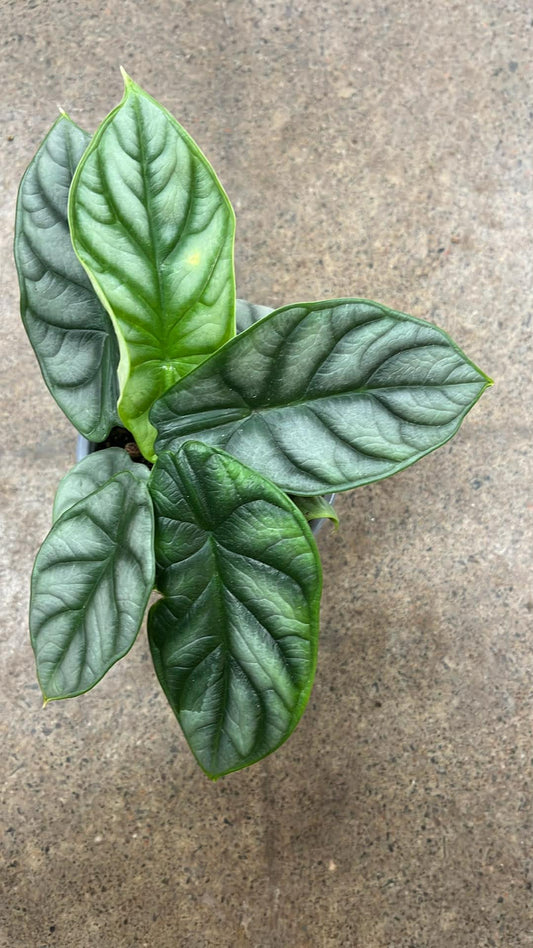 Alocasia Silver Dragon