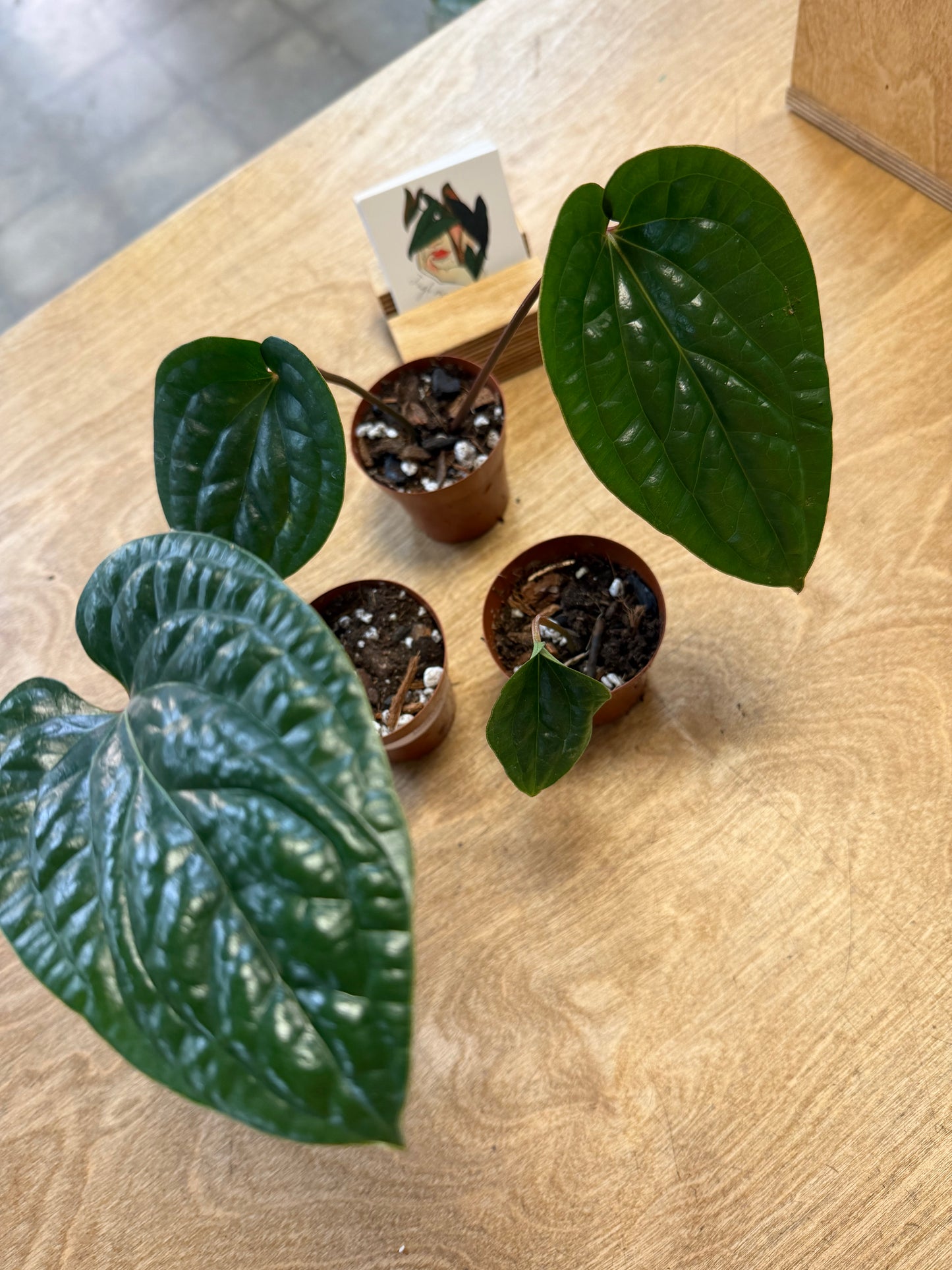 Anthurium Radicans x Luxurians