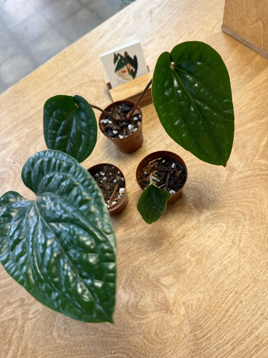 Anthurium Radicans x Luxurians