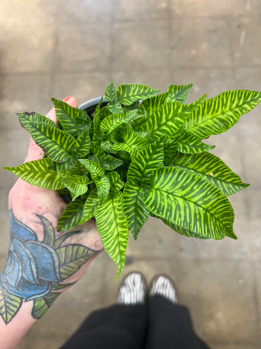 Fern Golden Zebra