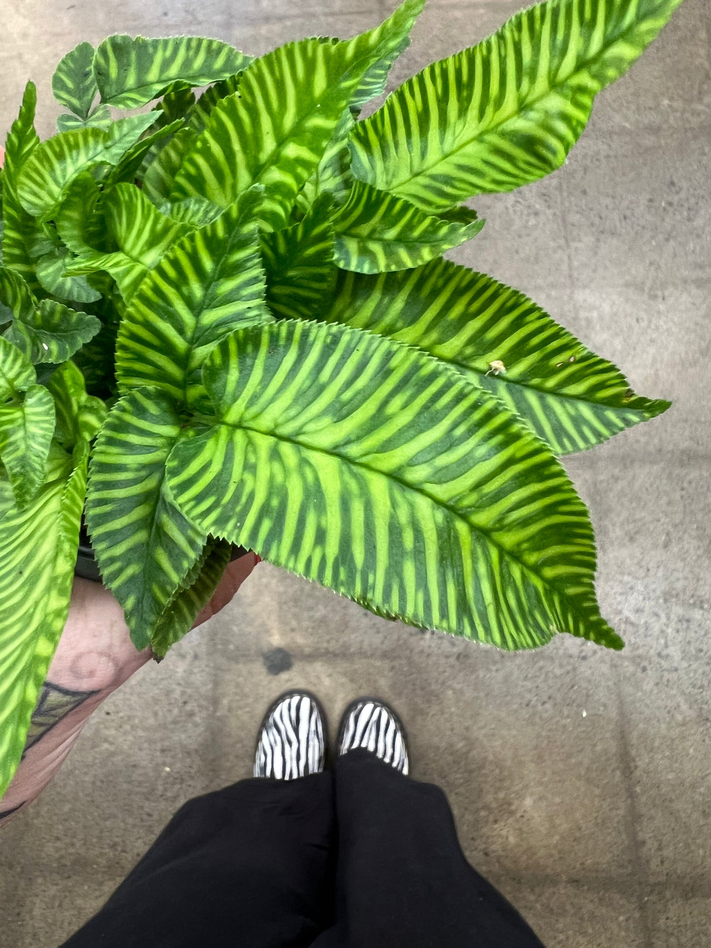 Fern Golden Zebra
