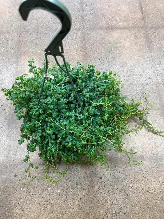Selaginella Uncinata Rainbow Moss