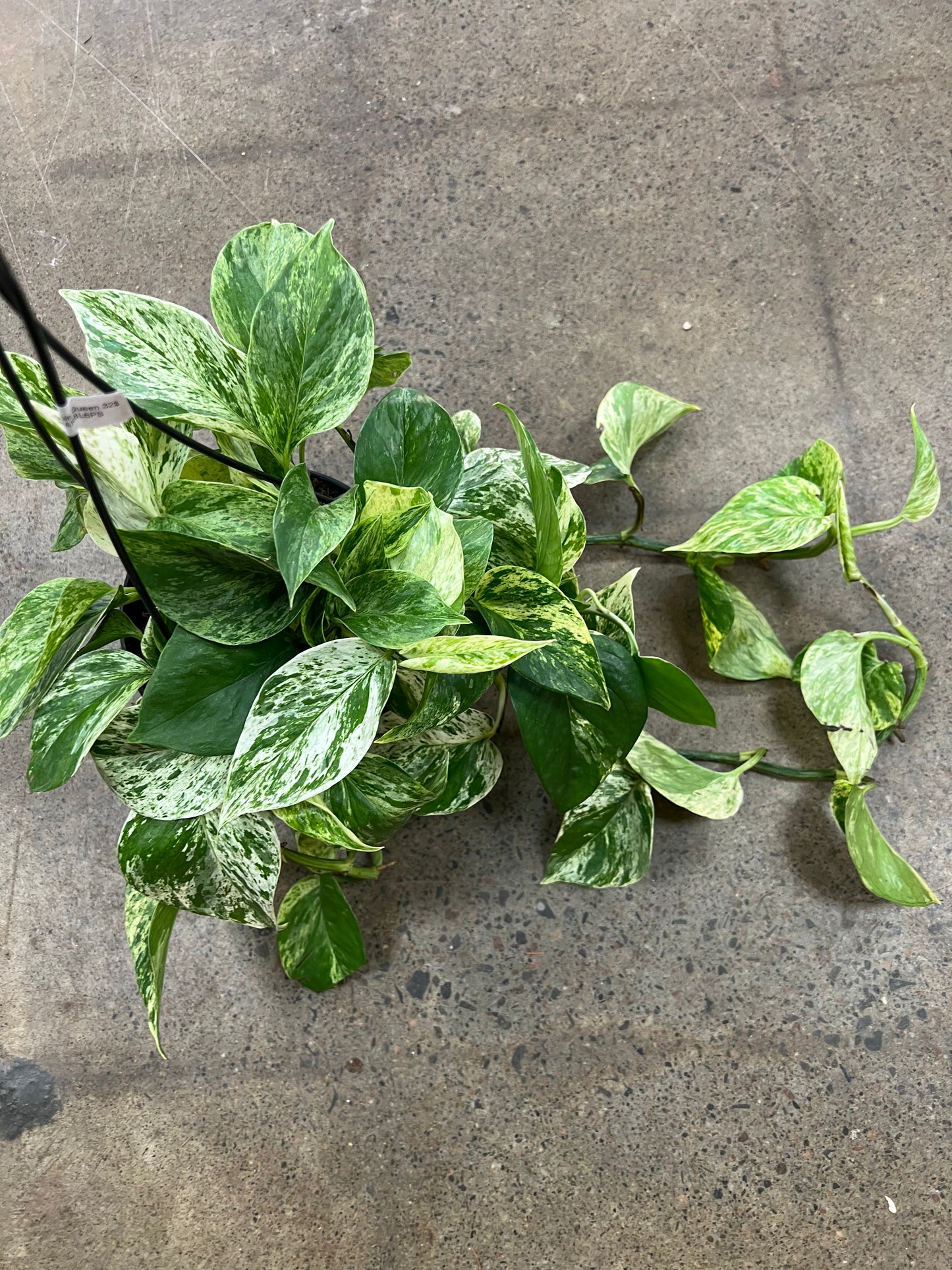Pothos Marble Queen