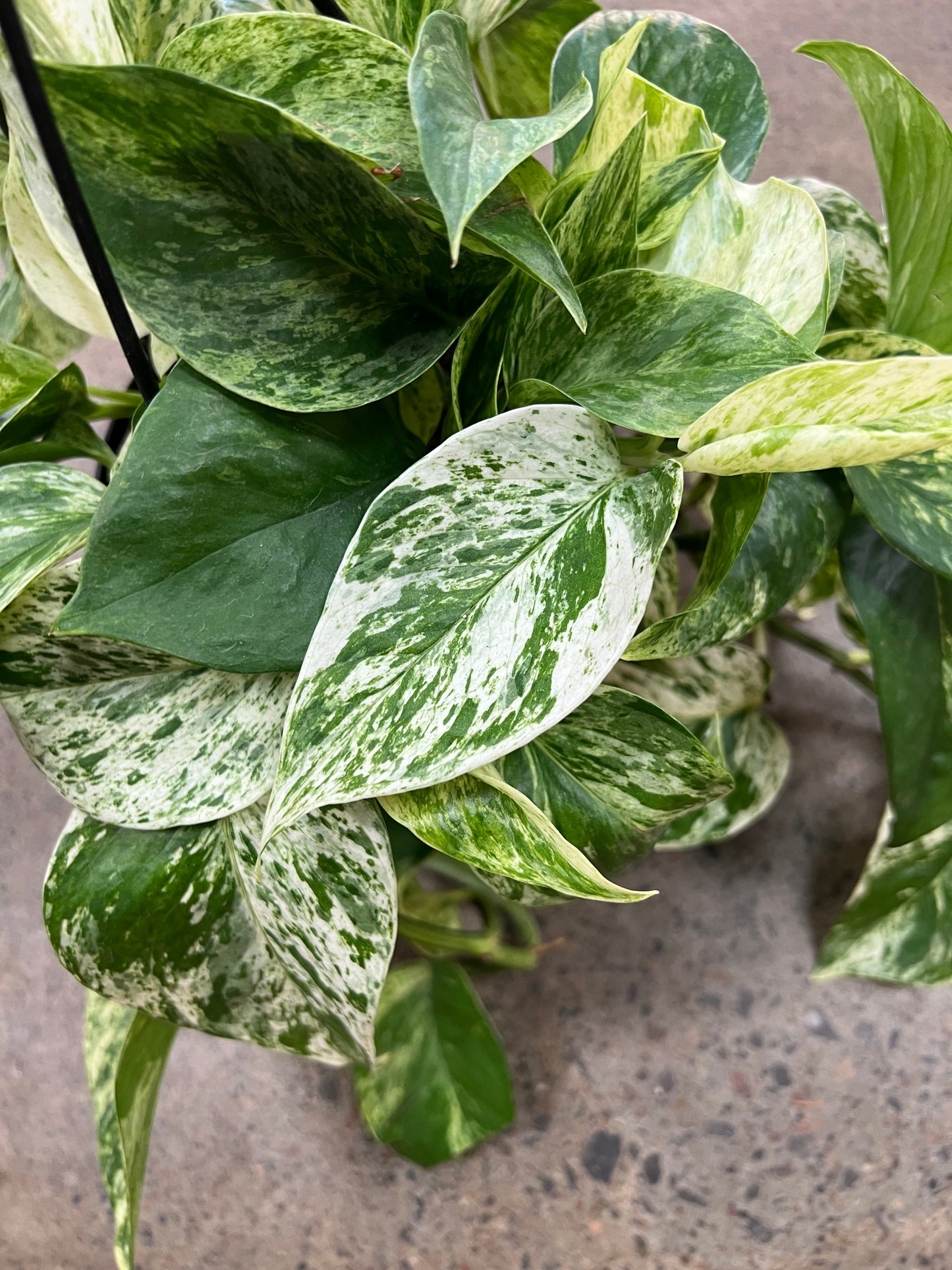 Pothos Marble Queen