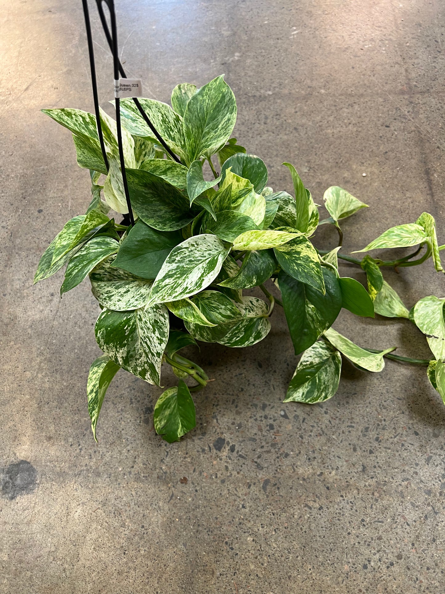 Pothos Marble Queen