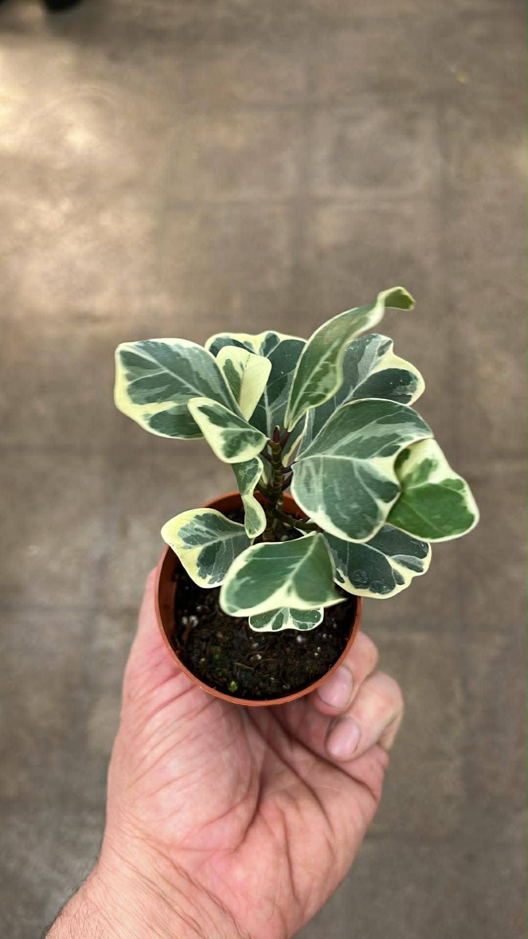 Ficus Triangularis