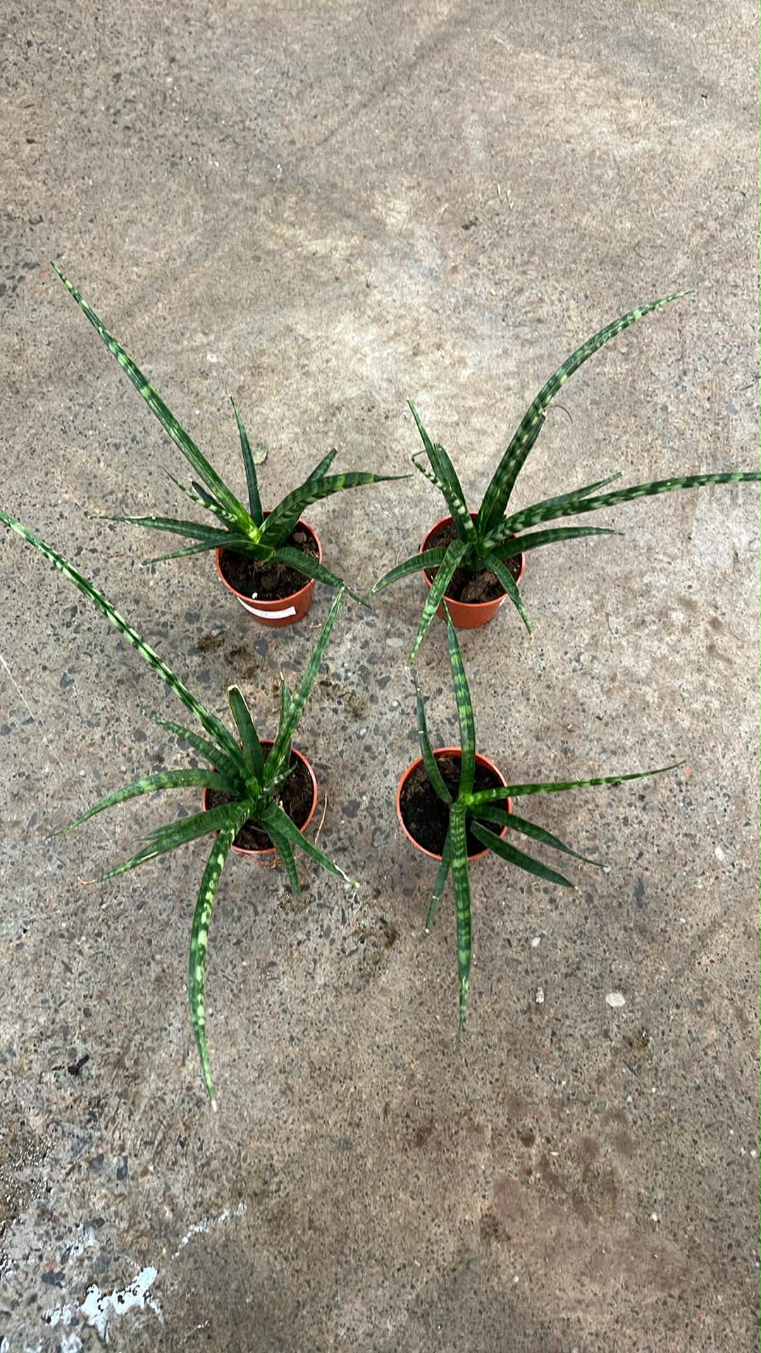 Sansevieria Mikado Fernwood