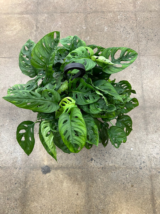 Monstera Adansonii