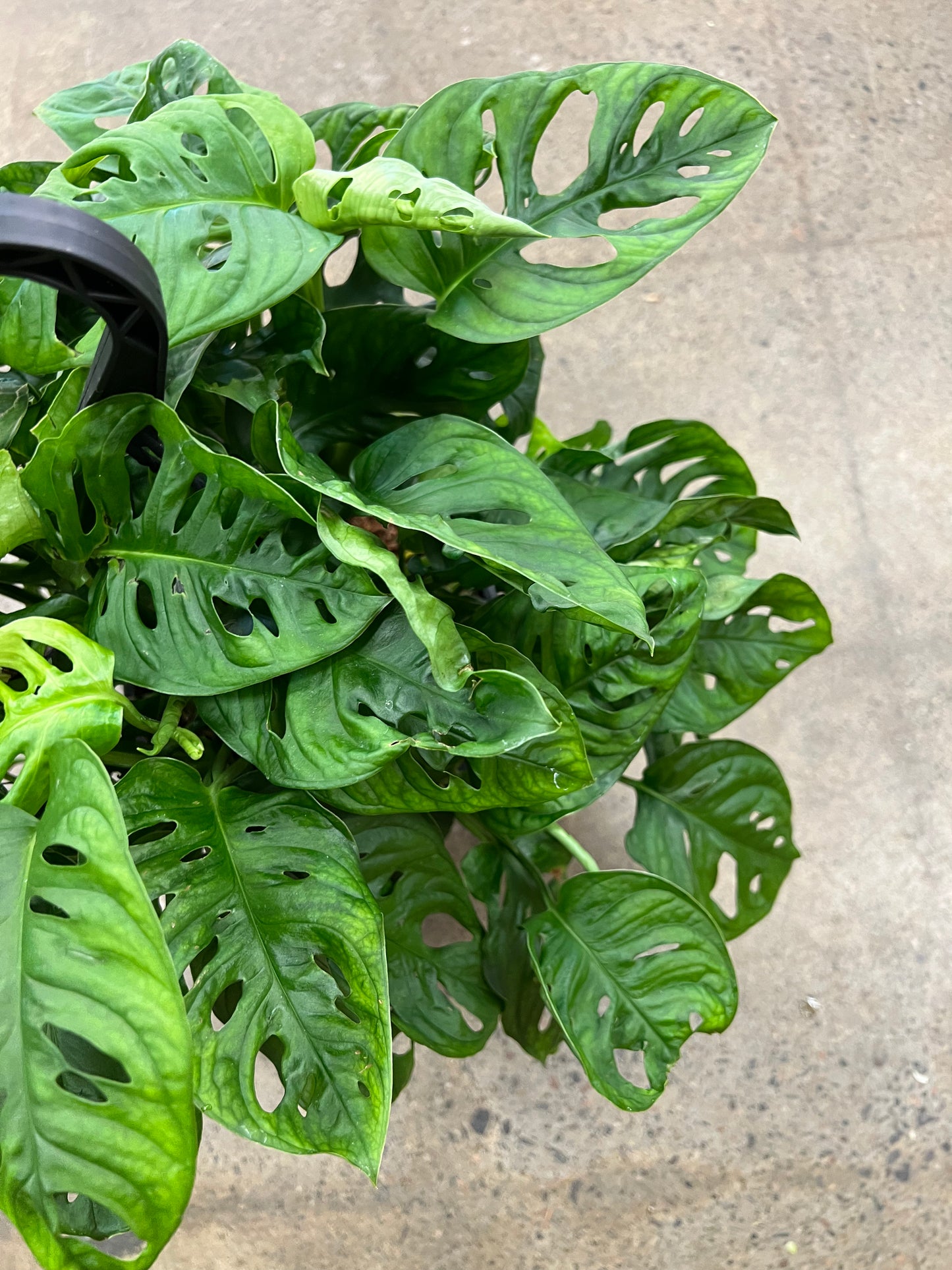 Monstera Adansonii