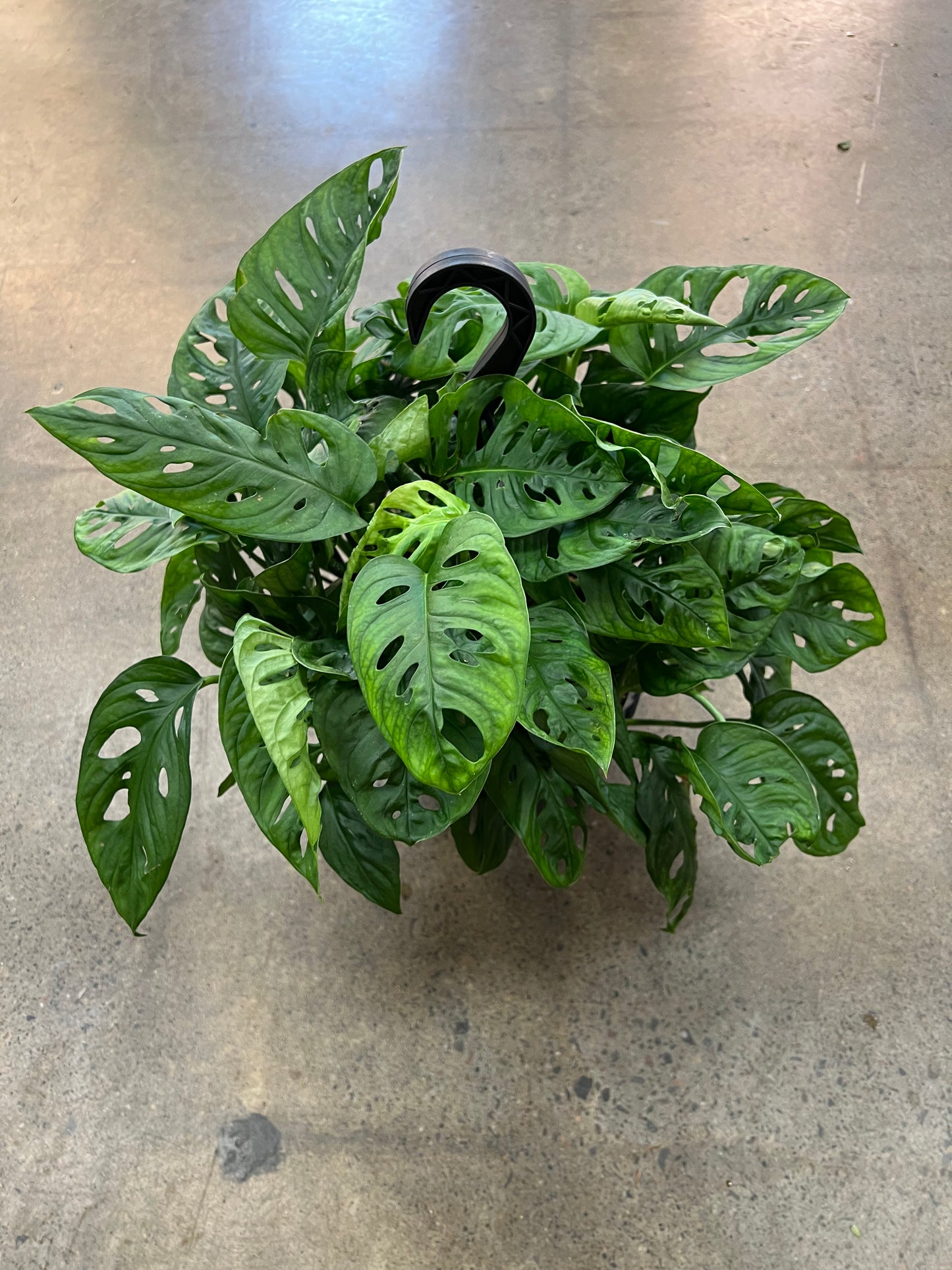 Monstera Adansonii