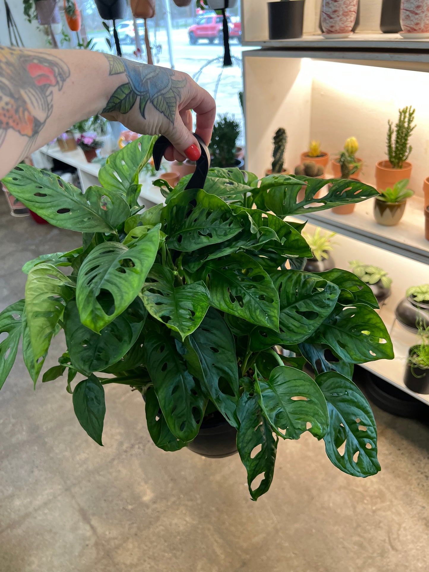 Monstera Adansonii