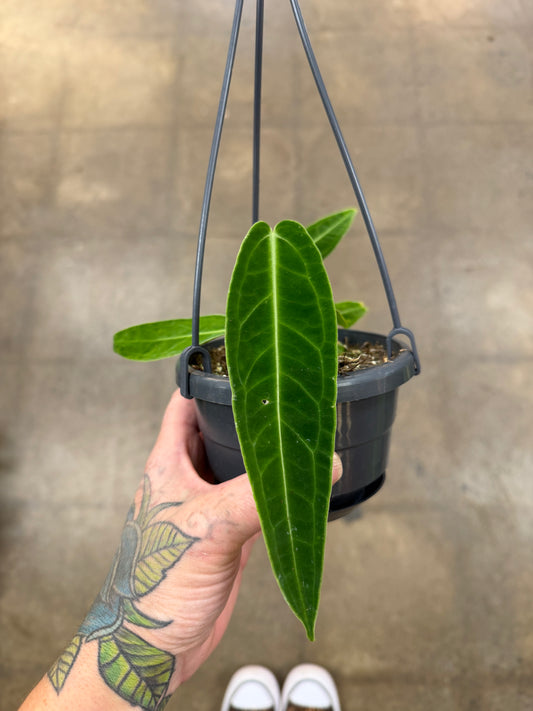 Anthurium Warocqueanum