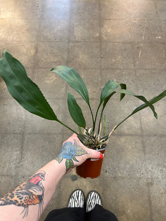 Orchidée Stanhopea Oculata