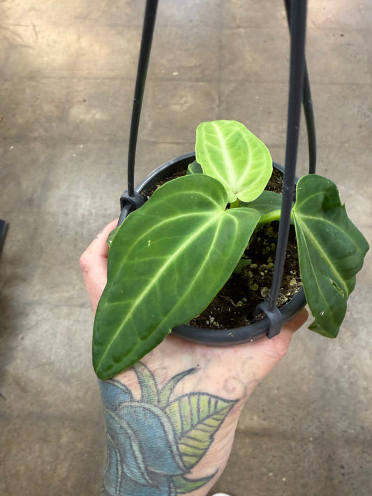 Anthurium Villenaorum