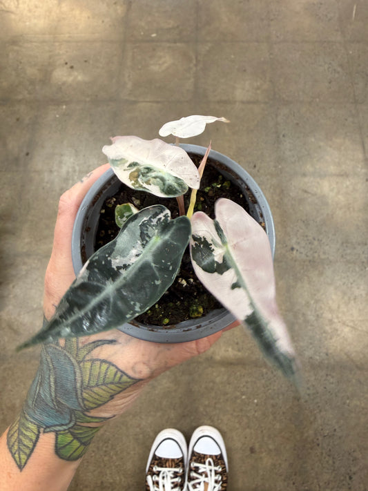 Alocasia Bambino Pink Variegated