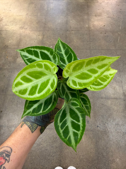 Anthurium Crystallinum