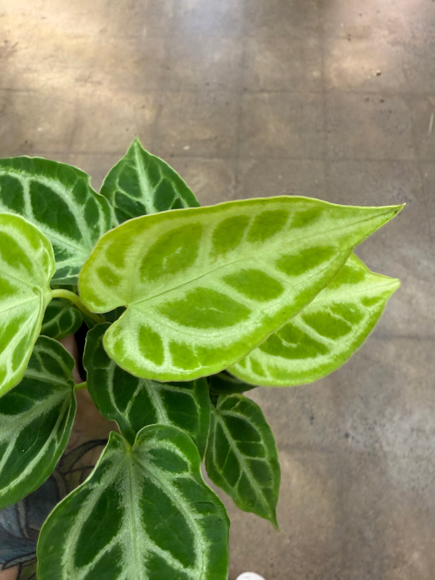 Anthurium Crystallinum