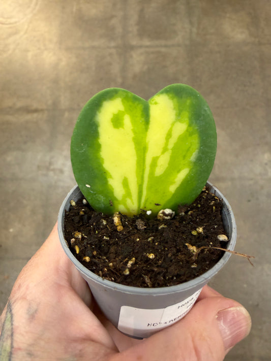 Hoya Kerrii Flame Variegated