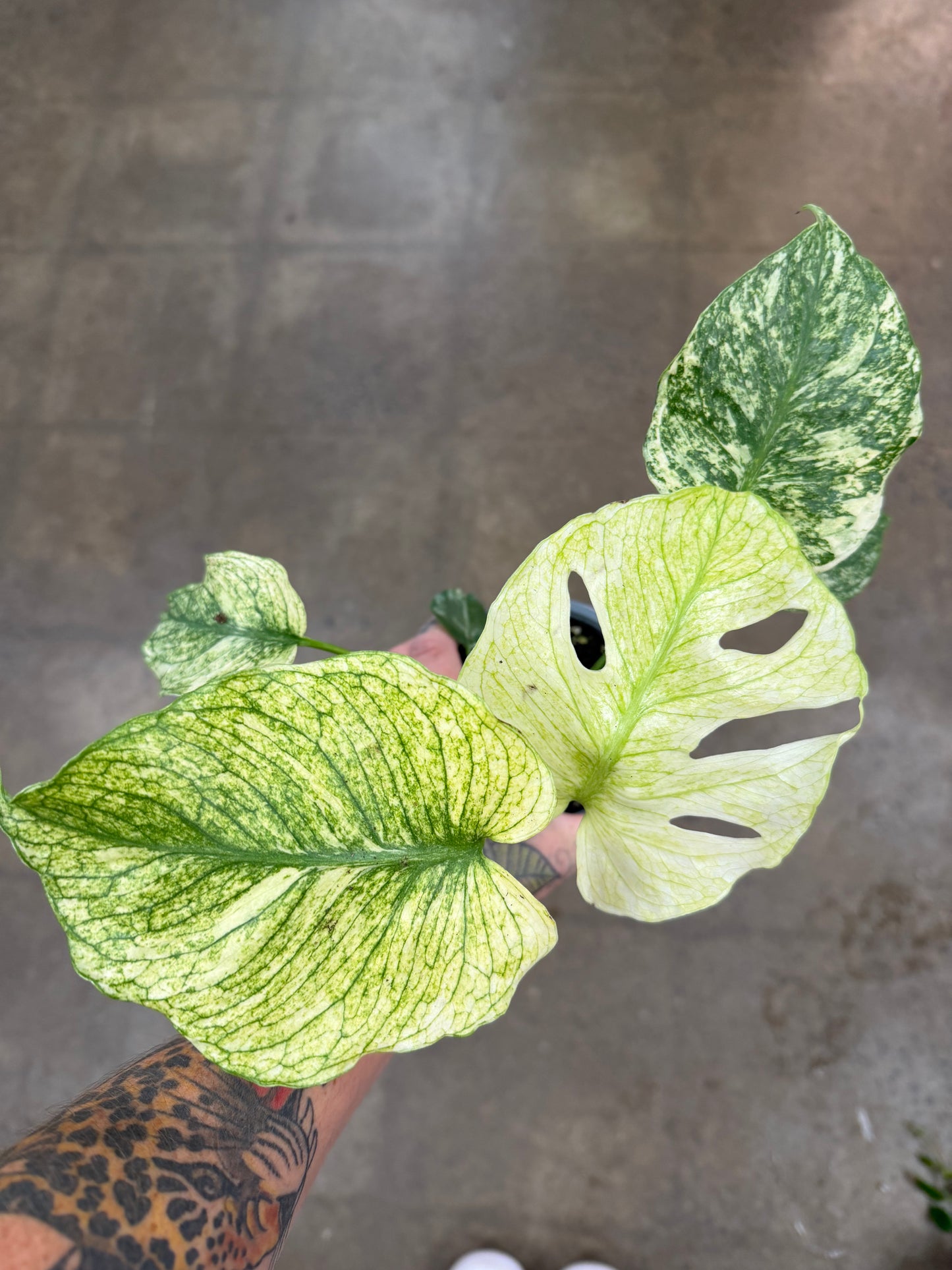 Monstera White Monster