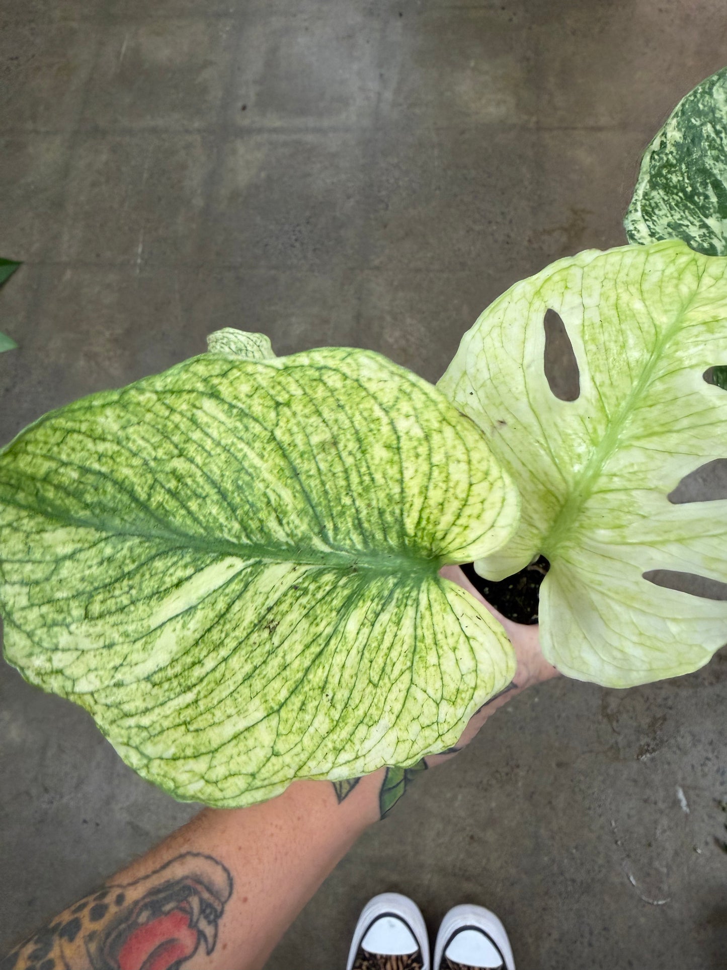 Monstera White Monster