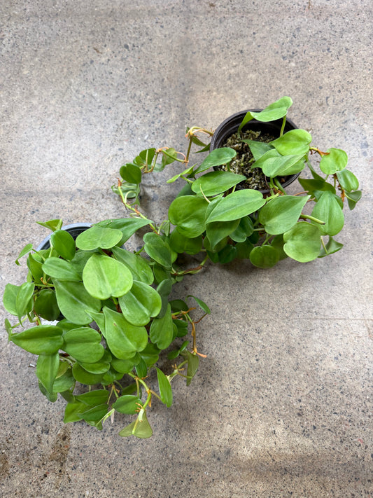 Philodendron Cordatum