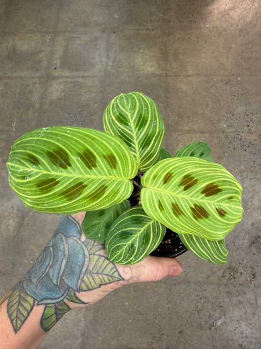 Maranta Gold Lines