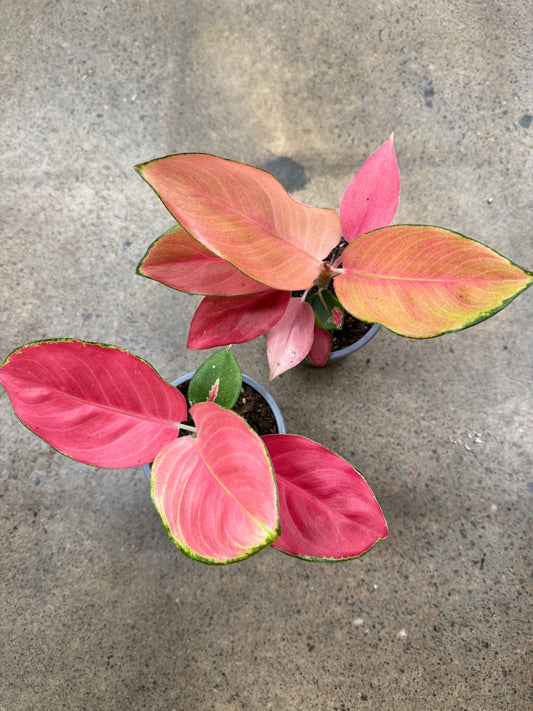Aglaonema Spitfire