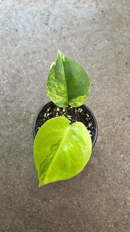 Monstera Yellow Marilyn