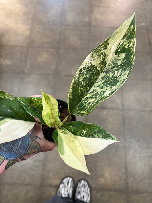 Aglaonema Siam Jade Varigated