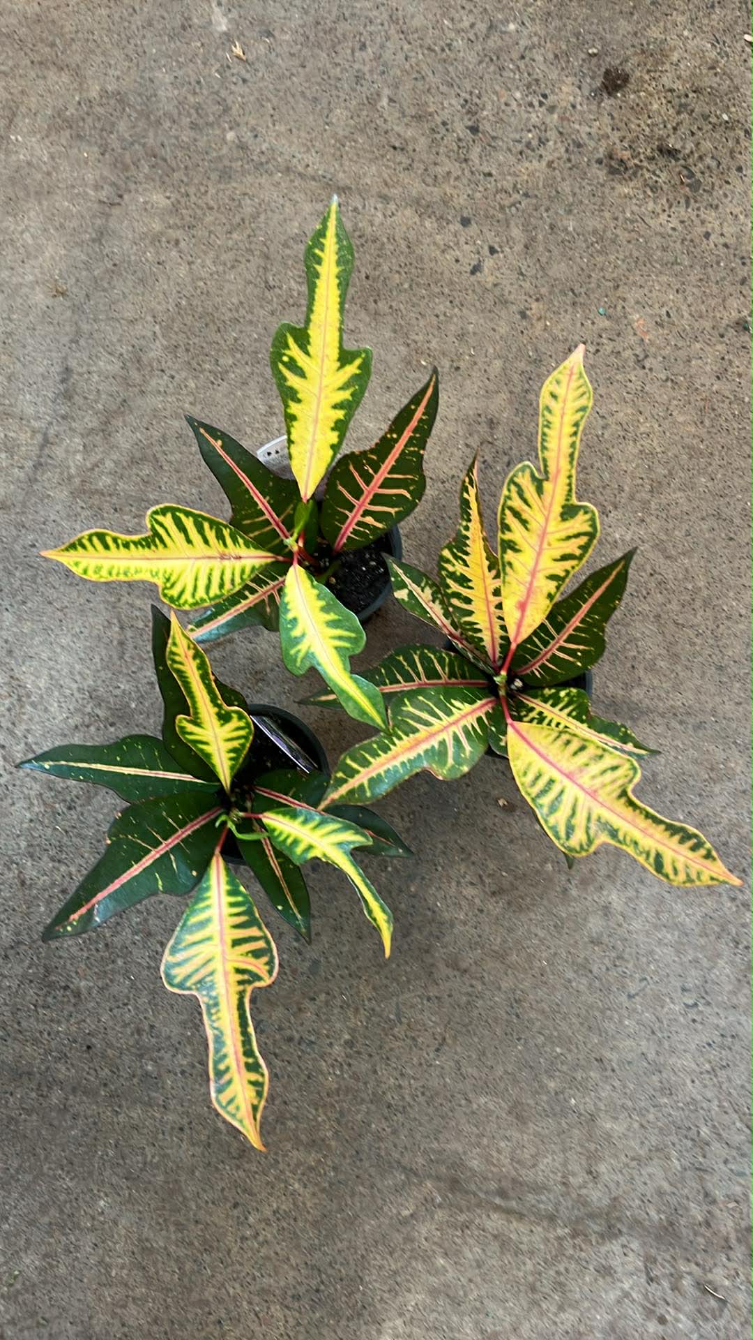 Croton Nervia