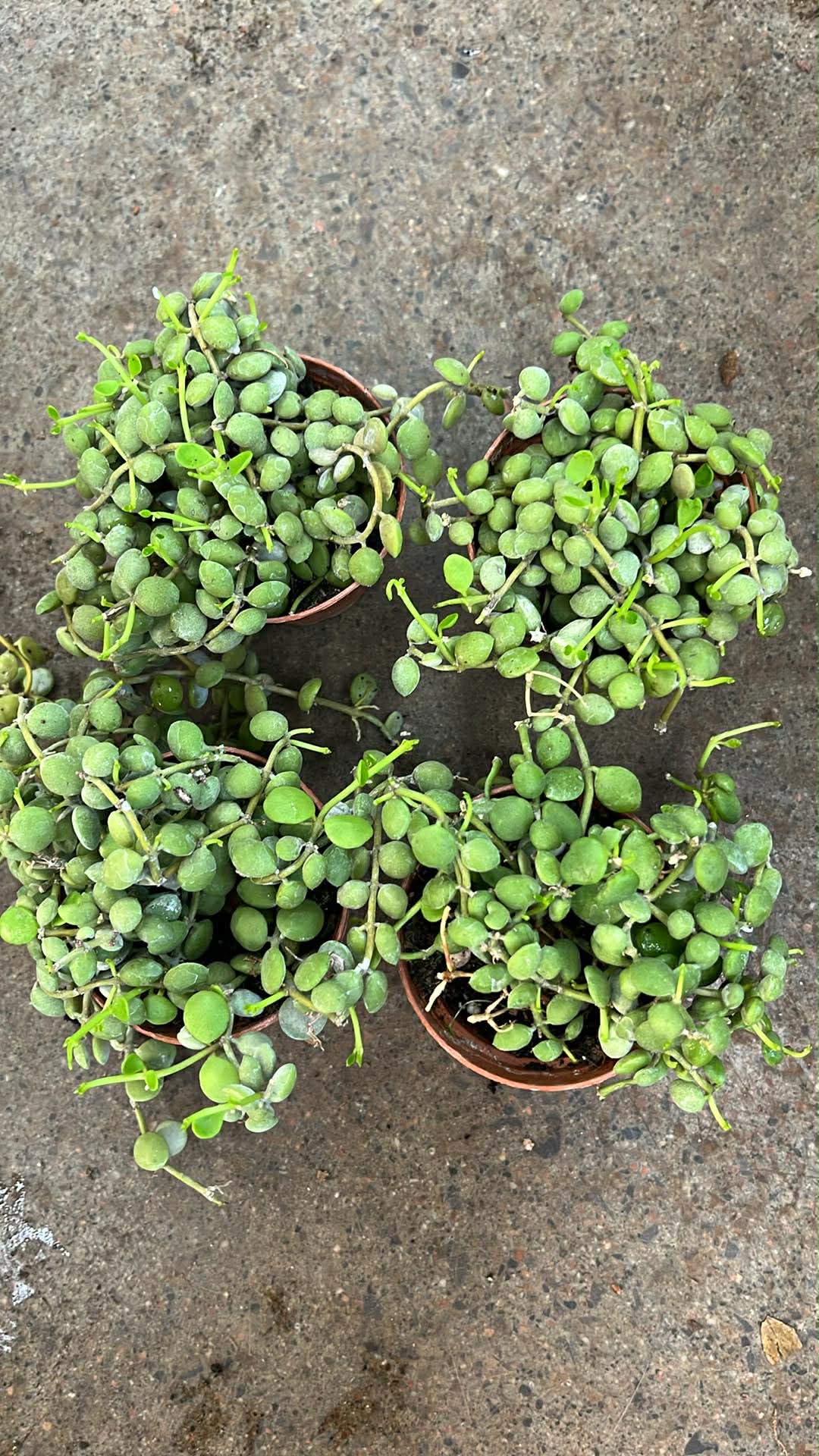 Dischidia Nummularia