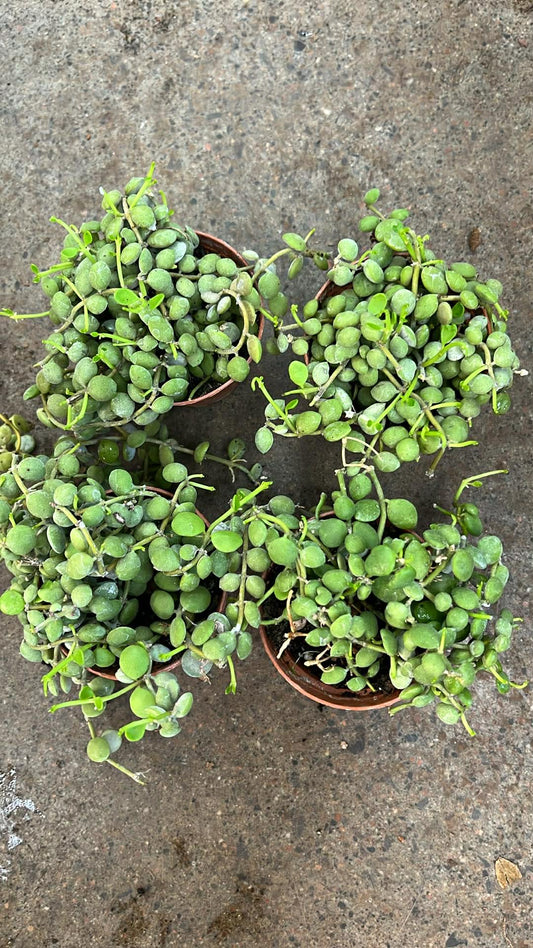 Dischidia Nummularia