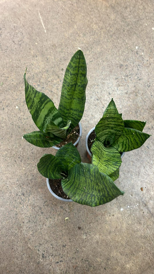 Sansevière Robusta