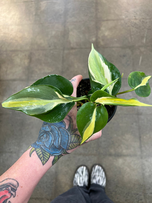 Philodendron Silver Stripe