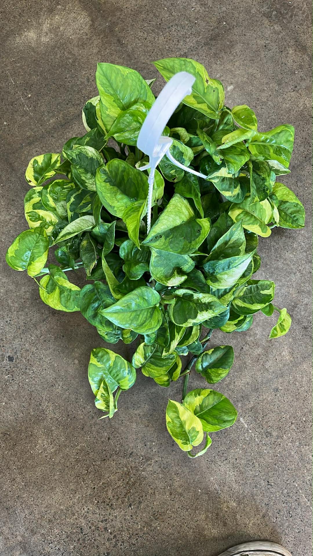Pothos Lemon Meringue
