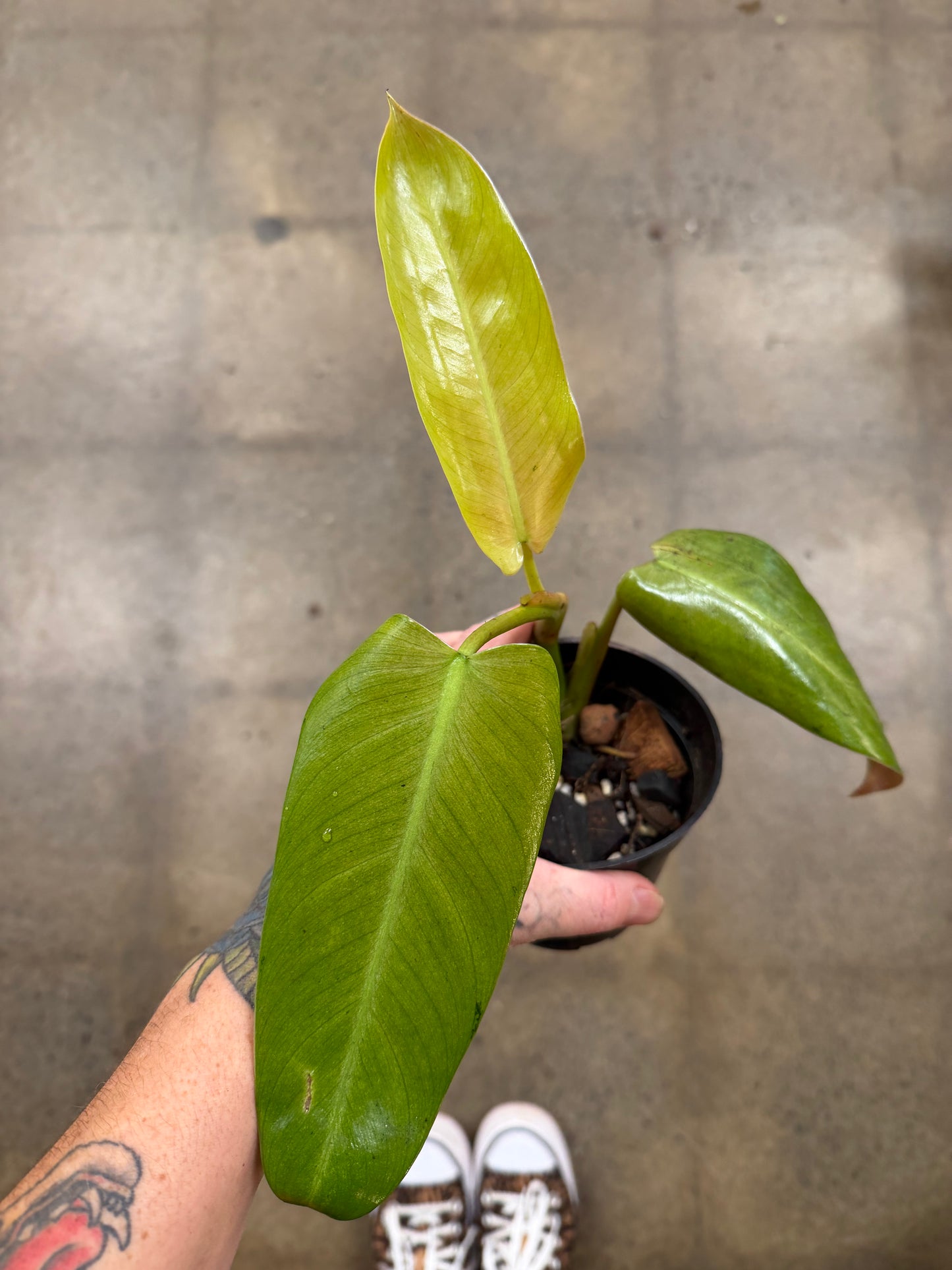 Philodendron Wippleway